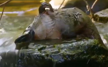 神奇动物纪录片–鸭嘴兽