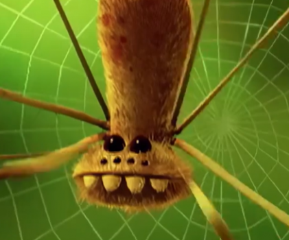 搞笑动画制作–蜘蛛的挑衅