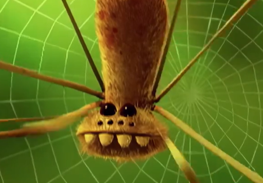 搞笑动画制作–蜘蛛的挑衅