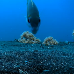 海洋地狱之虫《博比特虫》