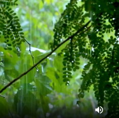 缘木求水