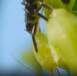 瓢虫：昆虫中的“活农药”