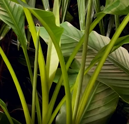 植物间的斗智斗勇