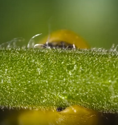 神奇生物番茄反击