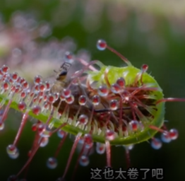 拥有奇特本领的神奇植物